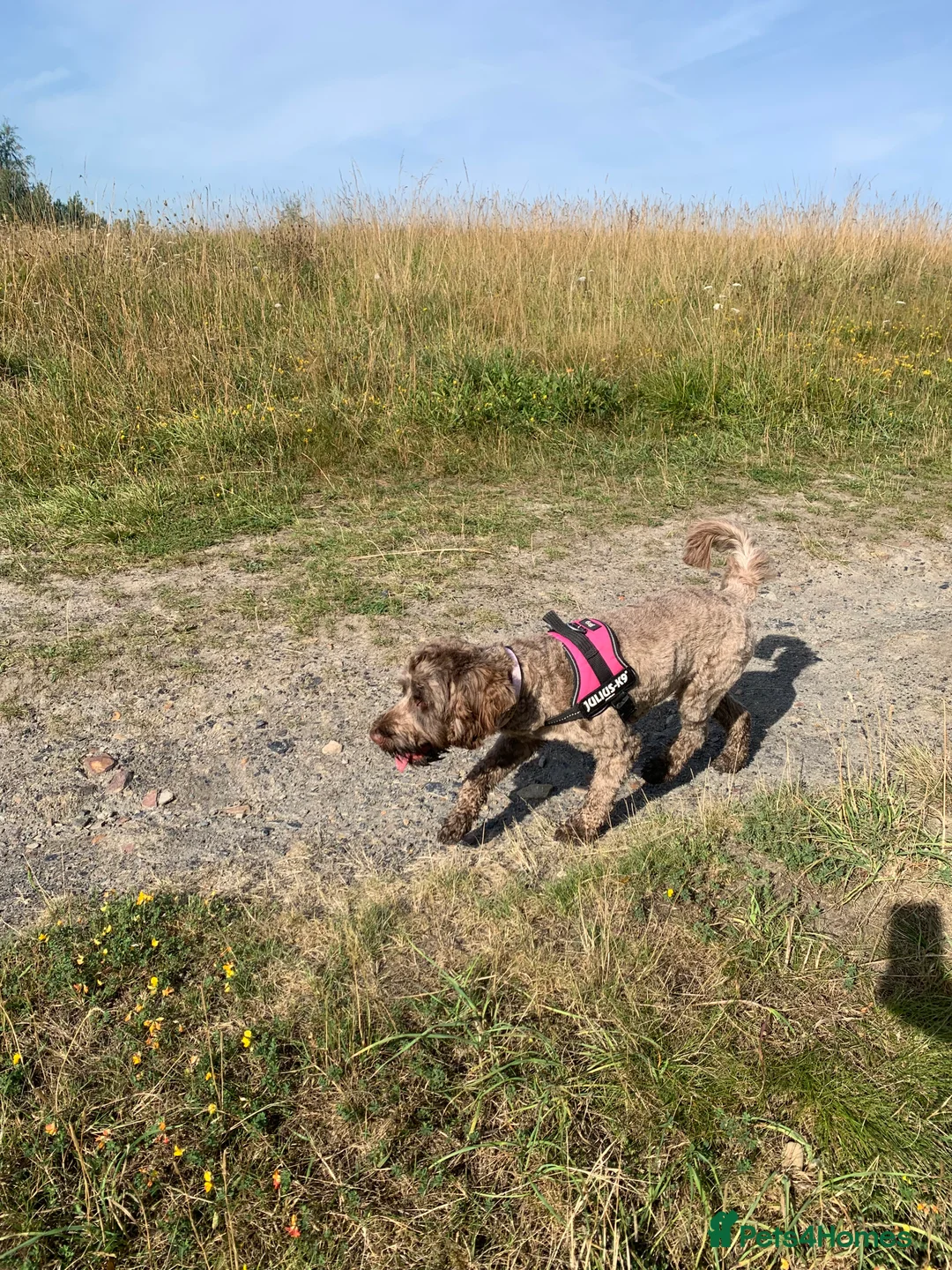 Mixed Breed dogs for sale: Experienced spaniel home adolescent sprockerpoo - Advert 5