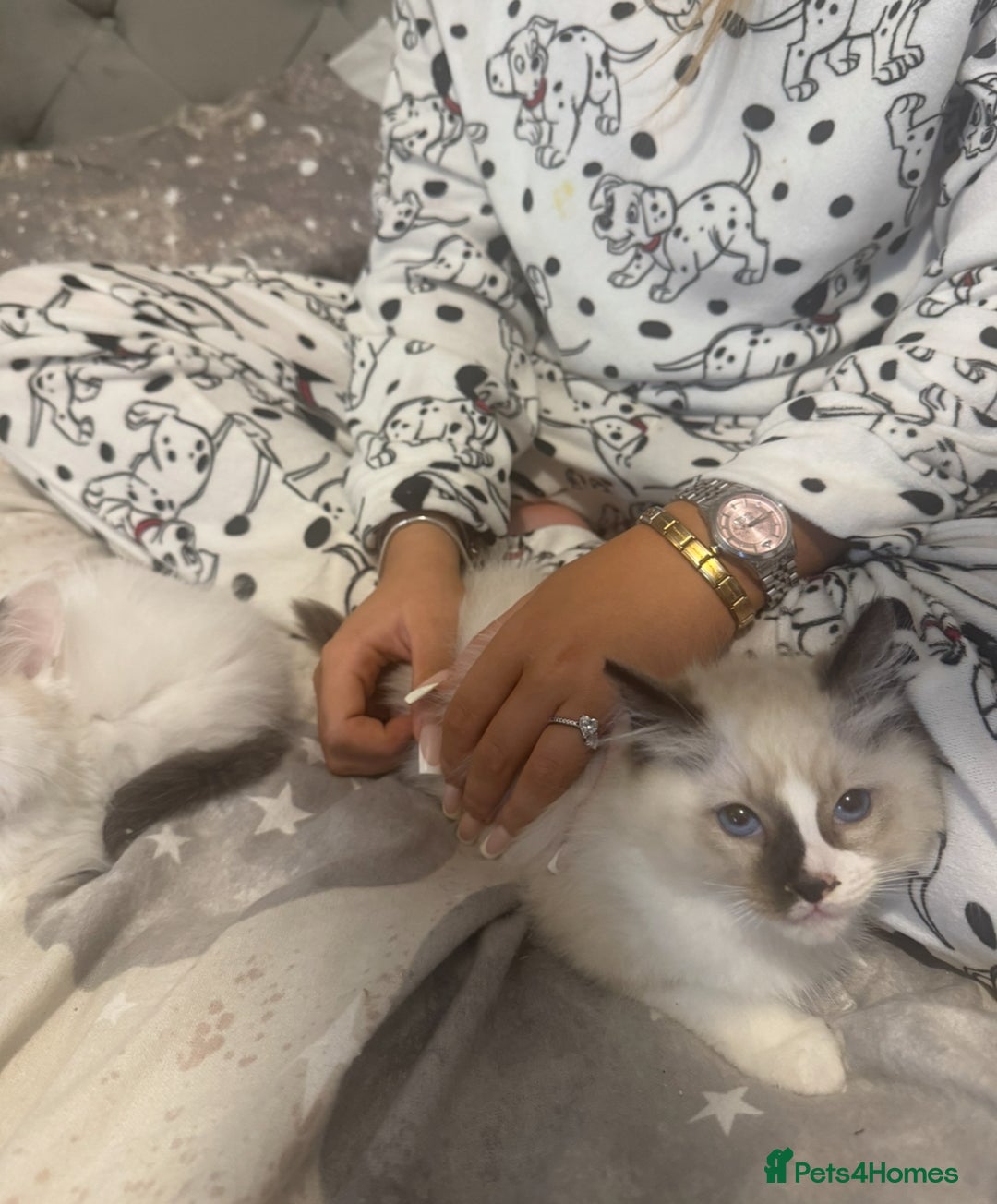 Ragdoll cats for sale: 5 ragdoll kittens GCCF  - Image 11
