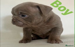 English Bulldog dogs for sale: Isabella and tri English bulldog puppy’s  - Image 3