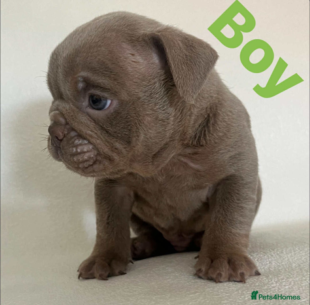 English Bulldog dogs for sale: Isabella and tri English bulldog puppy’s  - Image 3
