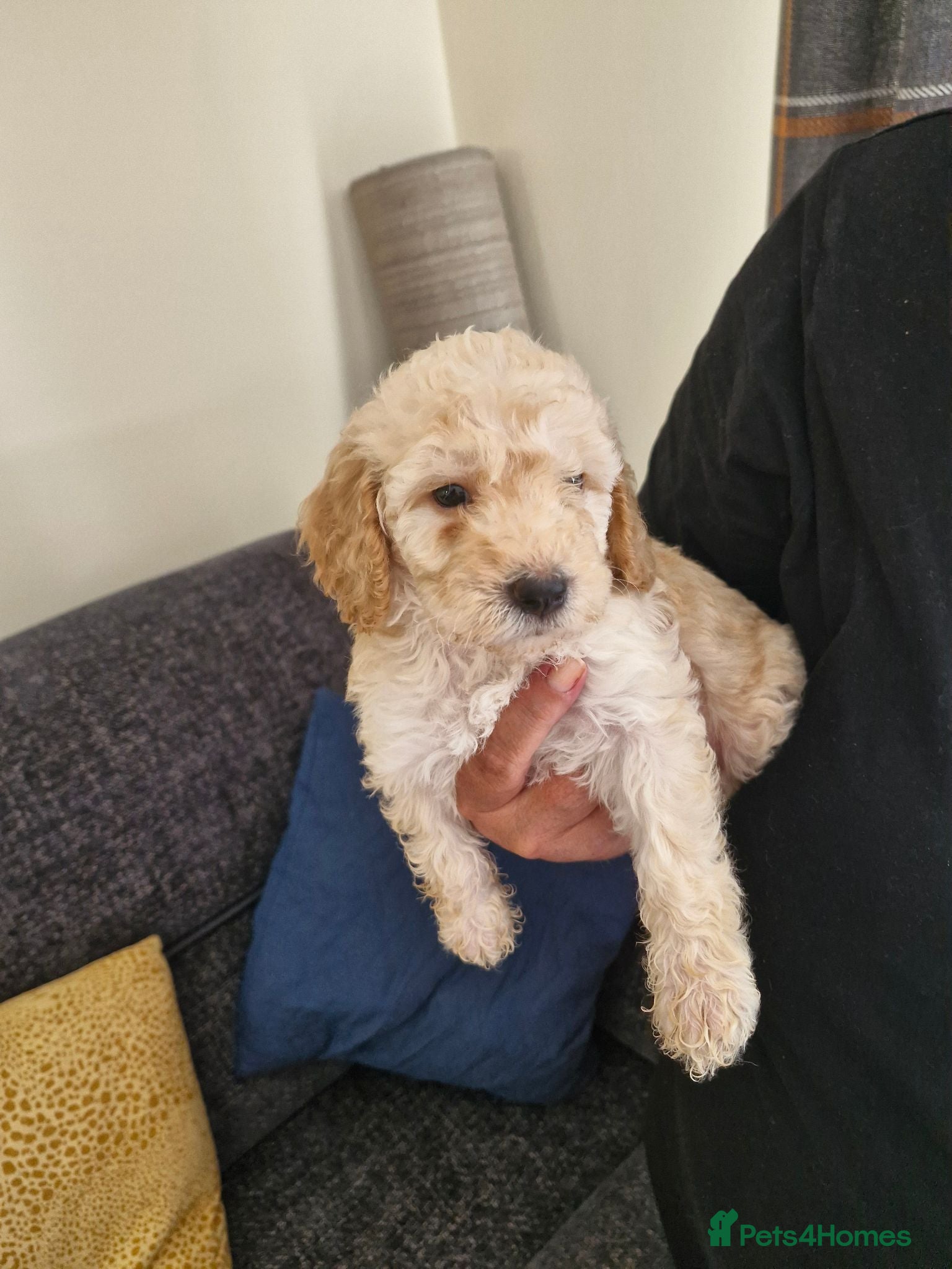 Cockapoo dogs 1 stunning male cockapoo puppy  - Advert 1