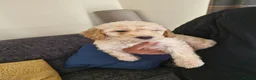 Cockapoo dogs for sale: 1 stunning male cockapoo puppy  in Nottingham - Advert 3