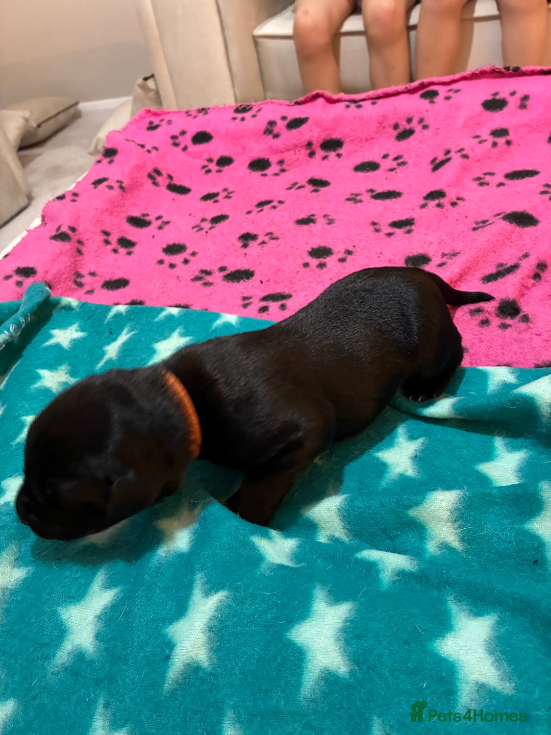 Labrador Retriever dogs for sale: KC RegisteredLabrador Puppies – Ready from 14/02 - Advert 6