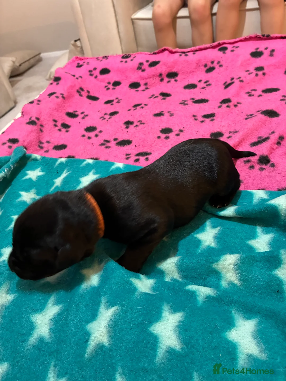 Labrador Retriever dogs for sale: KC RegisteredLabrador Puppies – Ready from 14/02 - Advert 6