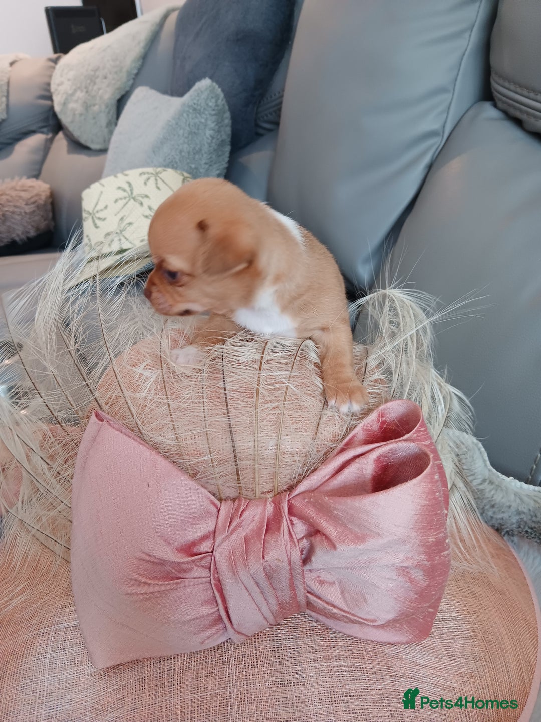 Chihuahua dogs for sale: Chihuhua pups - Image 5