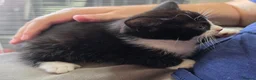 Mixed Breed cats for sale: Four adorable kittens - Advert 3