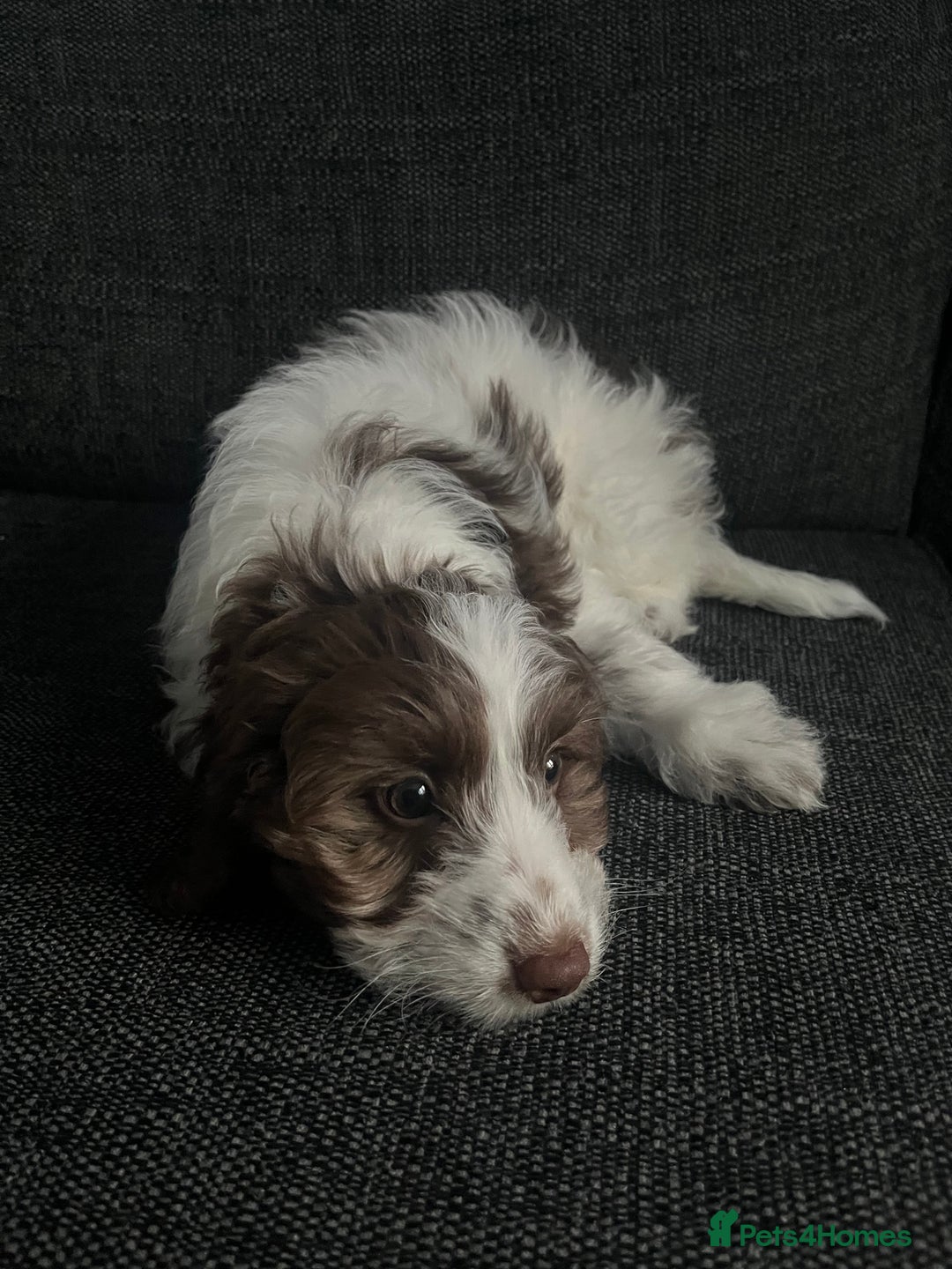 Cockapoo dogs for sale: 11 week old, Female Cockapoo puppy for rehoming - Advert 13