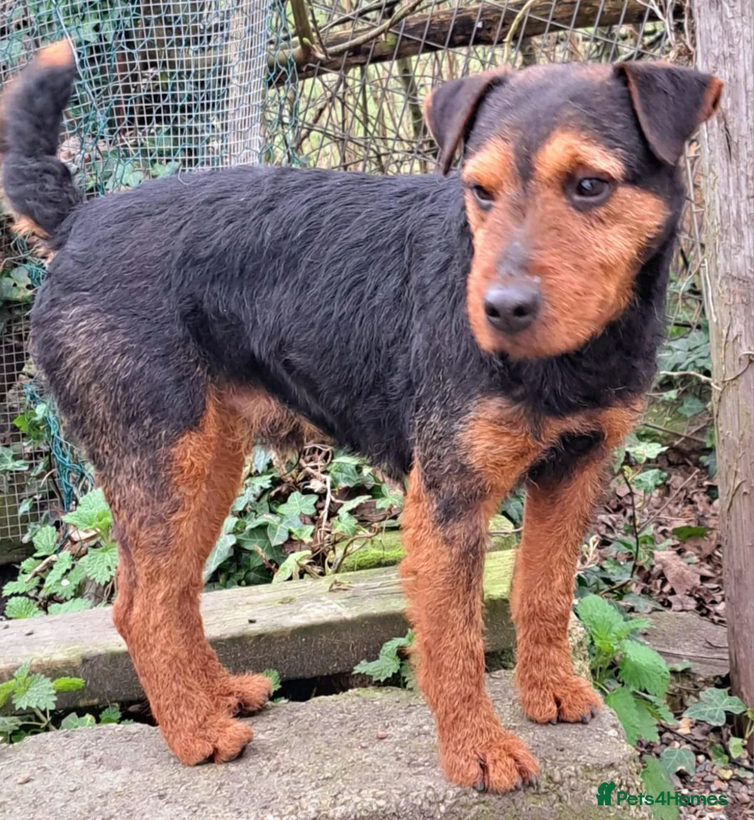 Lakeland Terrier dogs for stud: Stunning lakeland working terrier in Newark - Advert 8