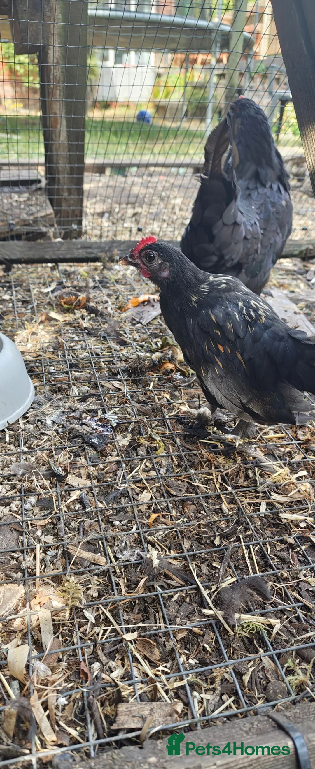 Chickens poultry for sale: Bantam Cockerel for new home - Advert 2