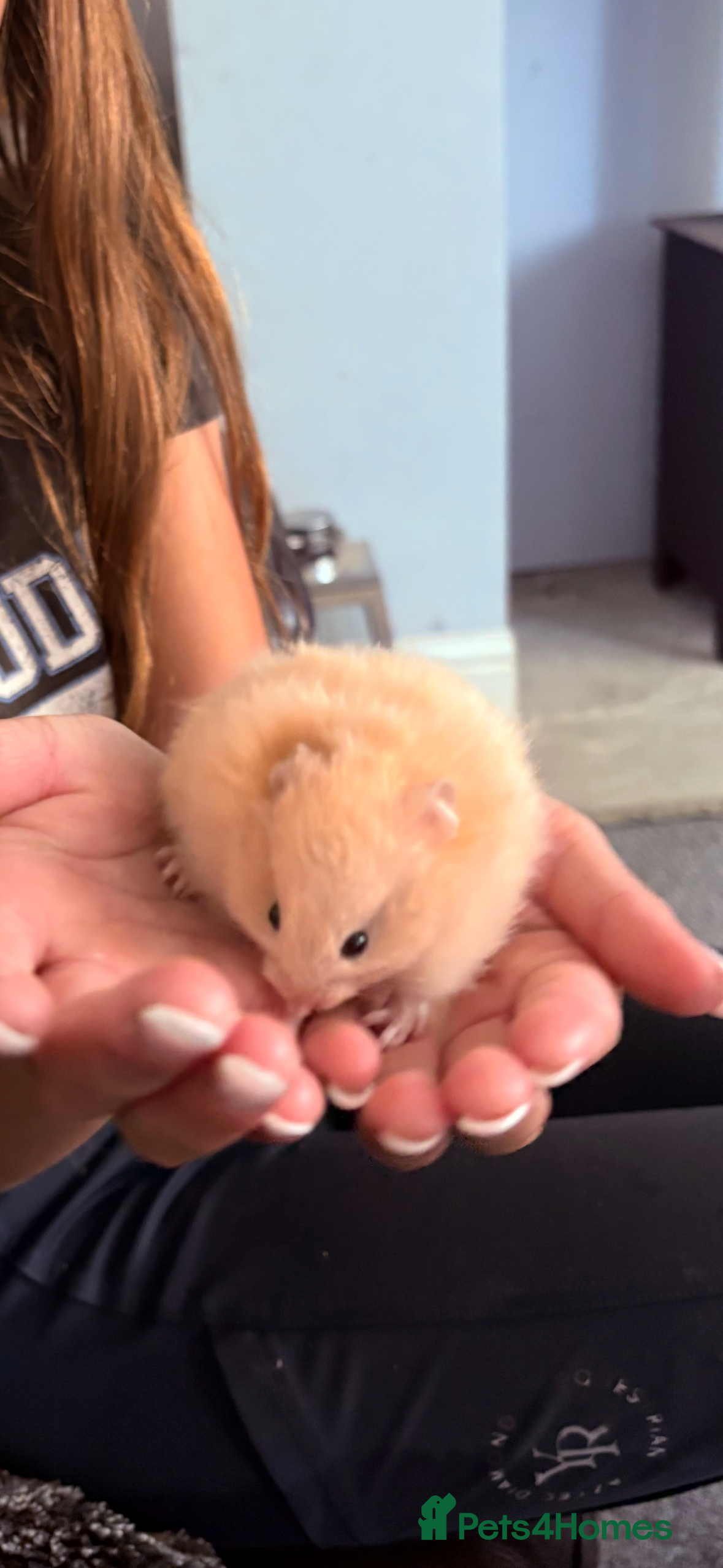 Hamster rodents Stunning long and short haired hamsters - Advert 4