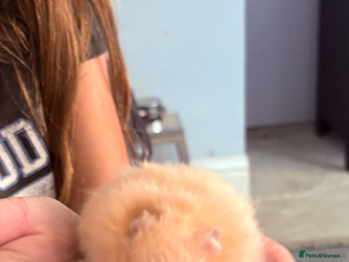 Hamster rodents - Advert 10