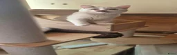 Munchkin cats for sale: Beautiful long legs Munchkin×BSH kittens  - Advert 3