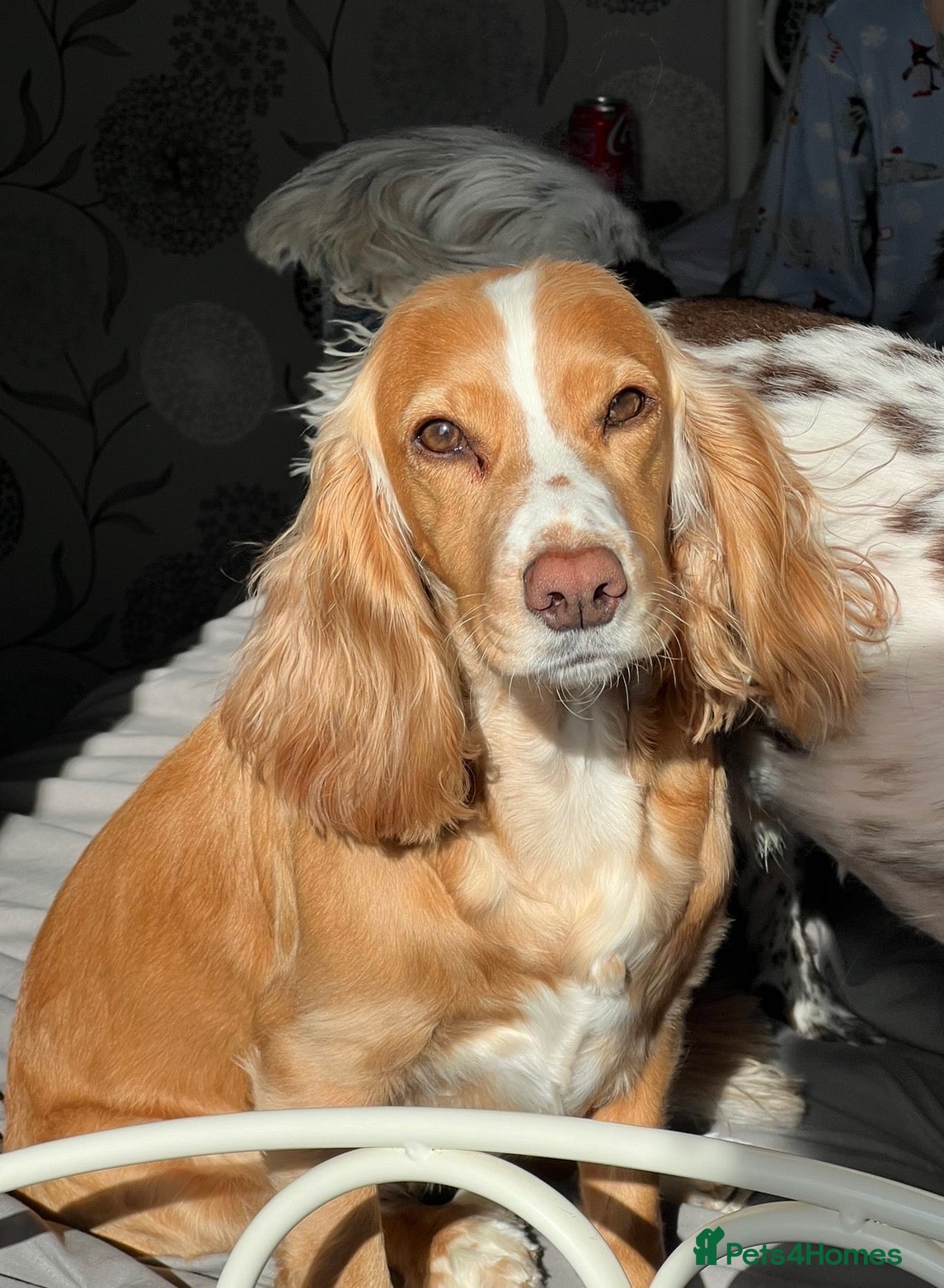 Cocker Spaniel dogs Cocker Spaniel Puppies - Advert 1