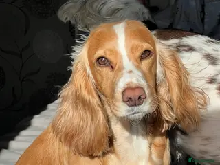 Cocker Spaniel dogs Cocker Spaniel Puppies - Advert 1