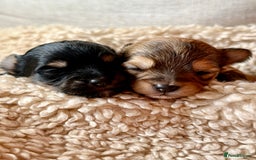 Chorkie dogs for sale: Chorkie (x2 Boys) - Image 1