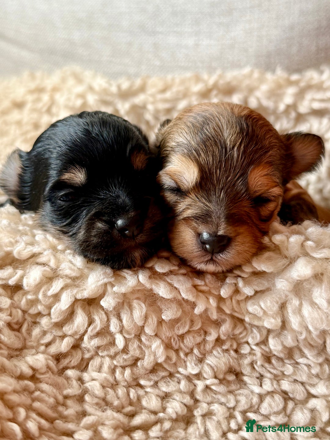 Chorkie dogs for sale: Chorkie (x2 Boys) - Image 1