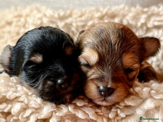 Chorkie dogs - Advert 27