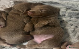 Miniature Dachshund dogs for sale: 🖤🐶Beautiful Miniature Dachshund Puppies🖤🐶!! - Image 10