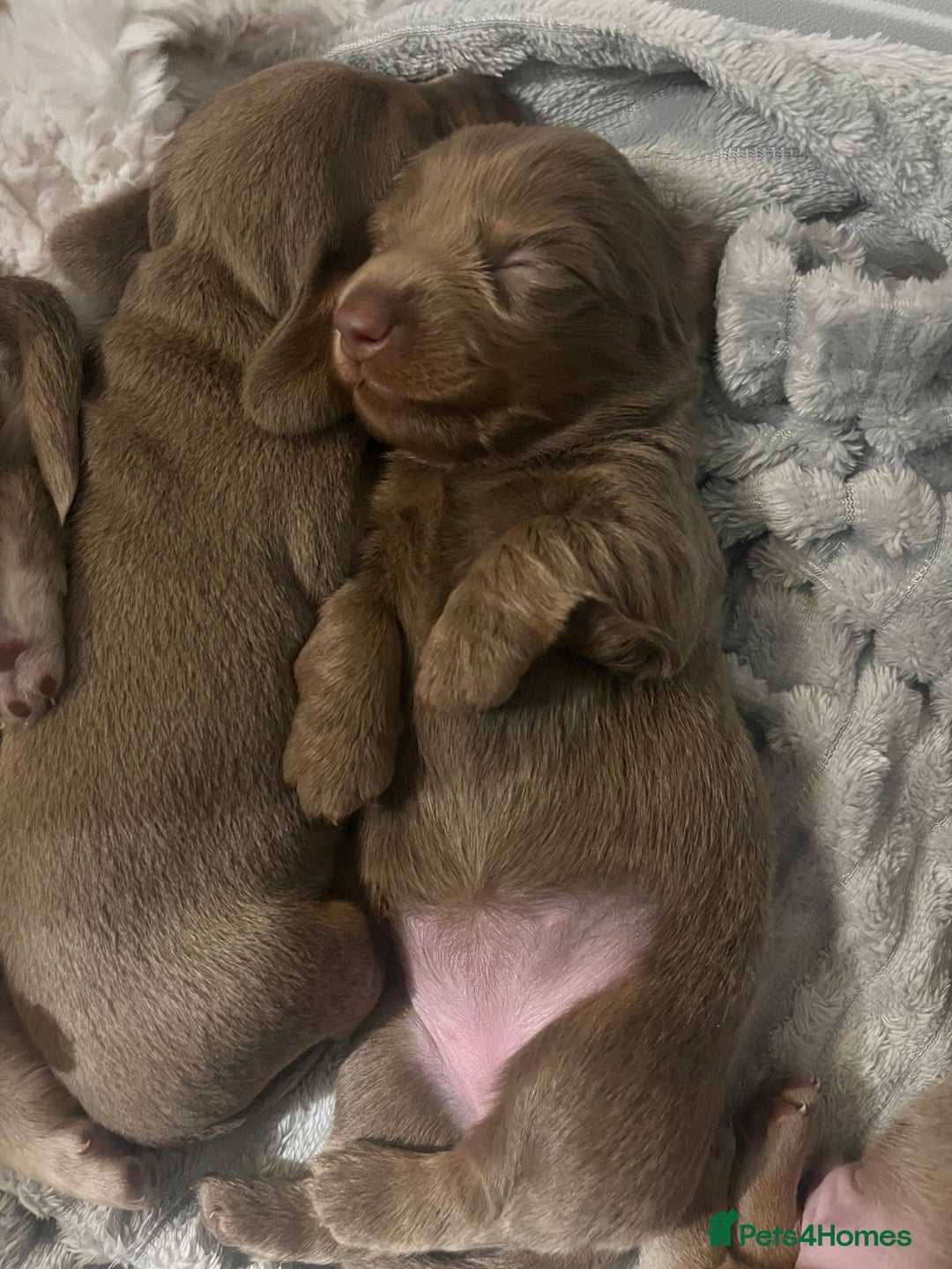 Miniature Dachshund dogs for sale: 🖤🐶Beautiful Miniature Dachshund Puppies🖤🐶!! - Image 10