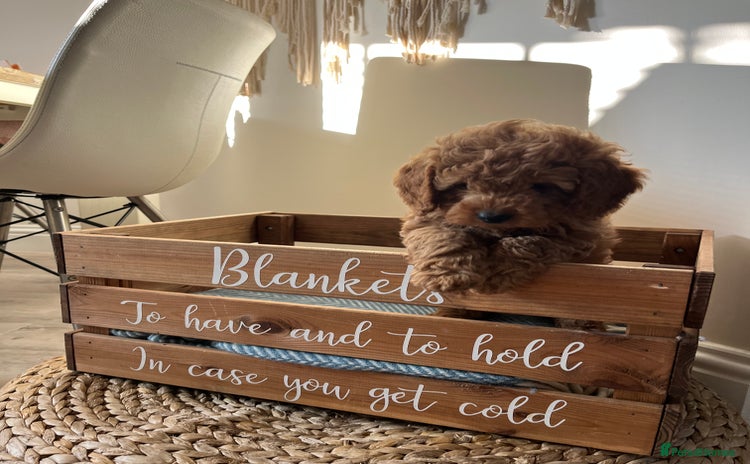 Cockapoo dogs - Advert 9