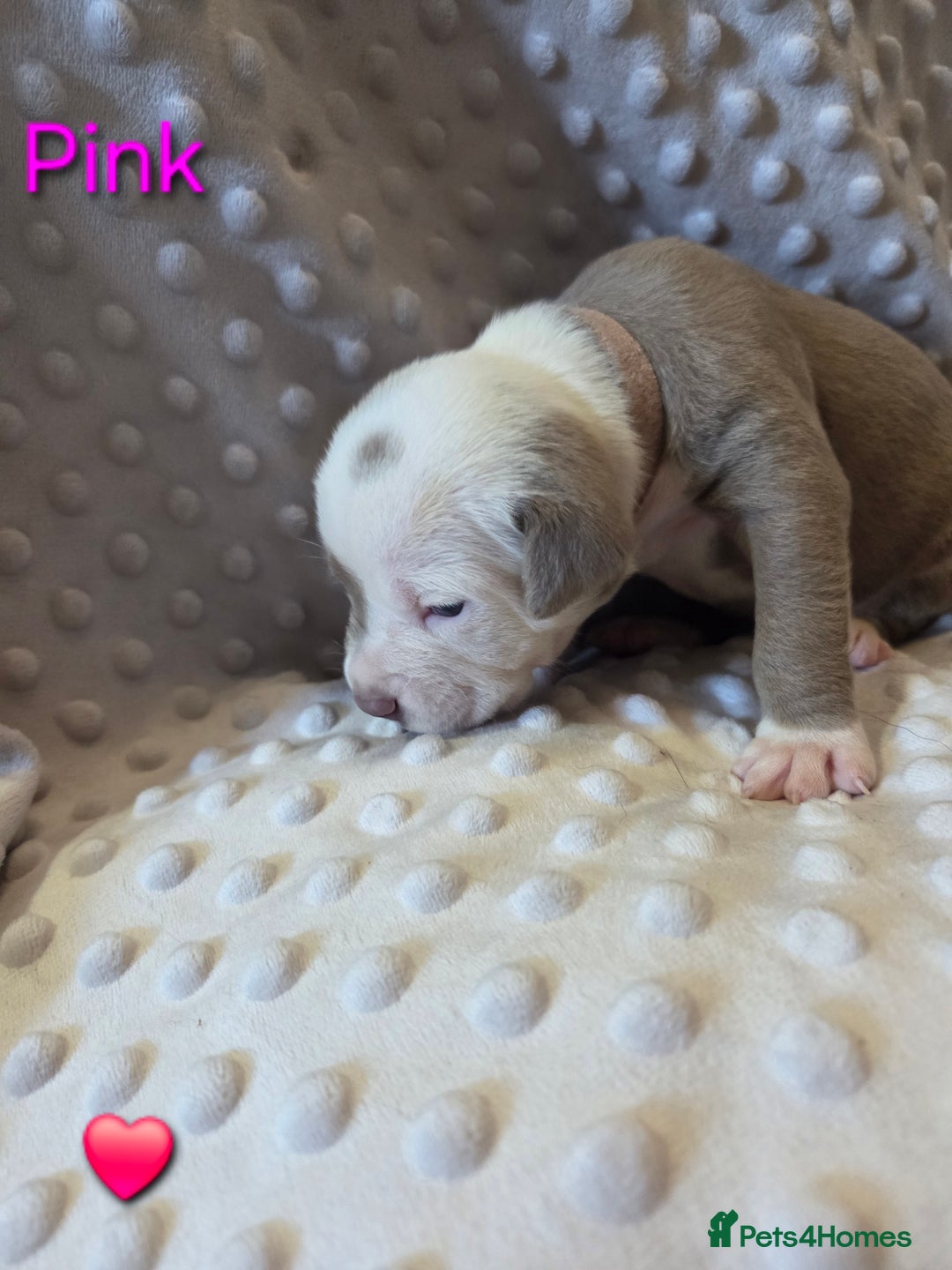 Mixed Breed dogs for sale: Old english bulldross cross american bulldog 😍❤️  - Advert 23