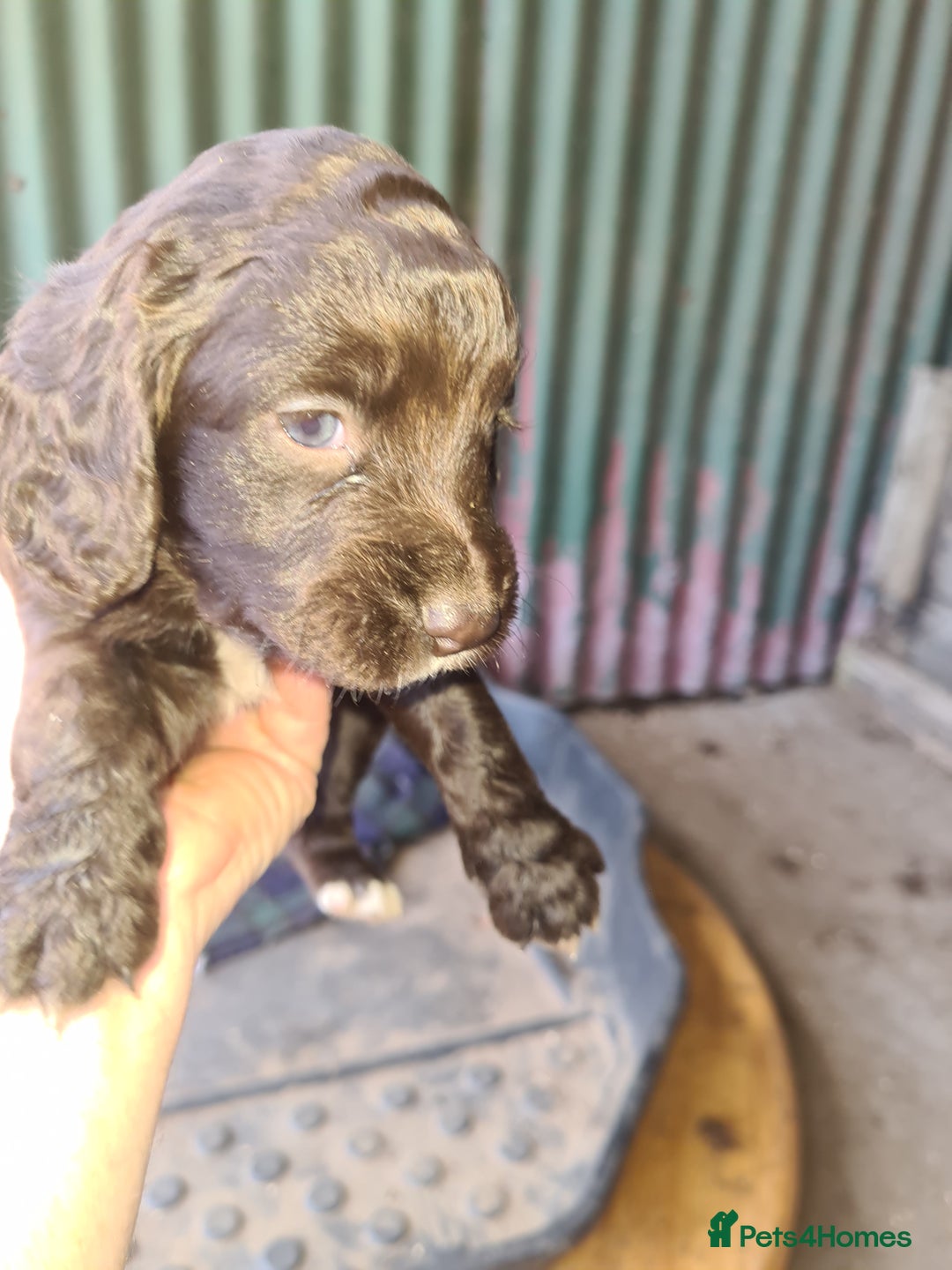 Cocker Spaniel dogs for sale: Beautiful Cocker Puppies - Image 1