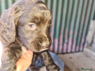 Cocker Spaniel dogs - Advert 12