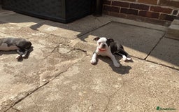 Boston Terrier dogs for sale: 9 BEAUTIFUL BOSTON TERRIER PUPPIES (2 GIRLS LEFT) - Image 7