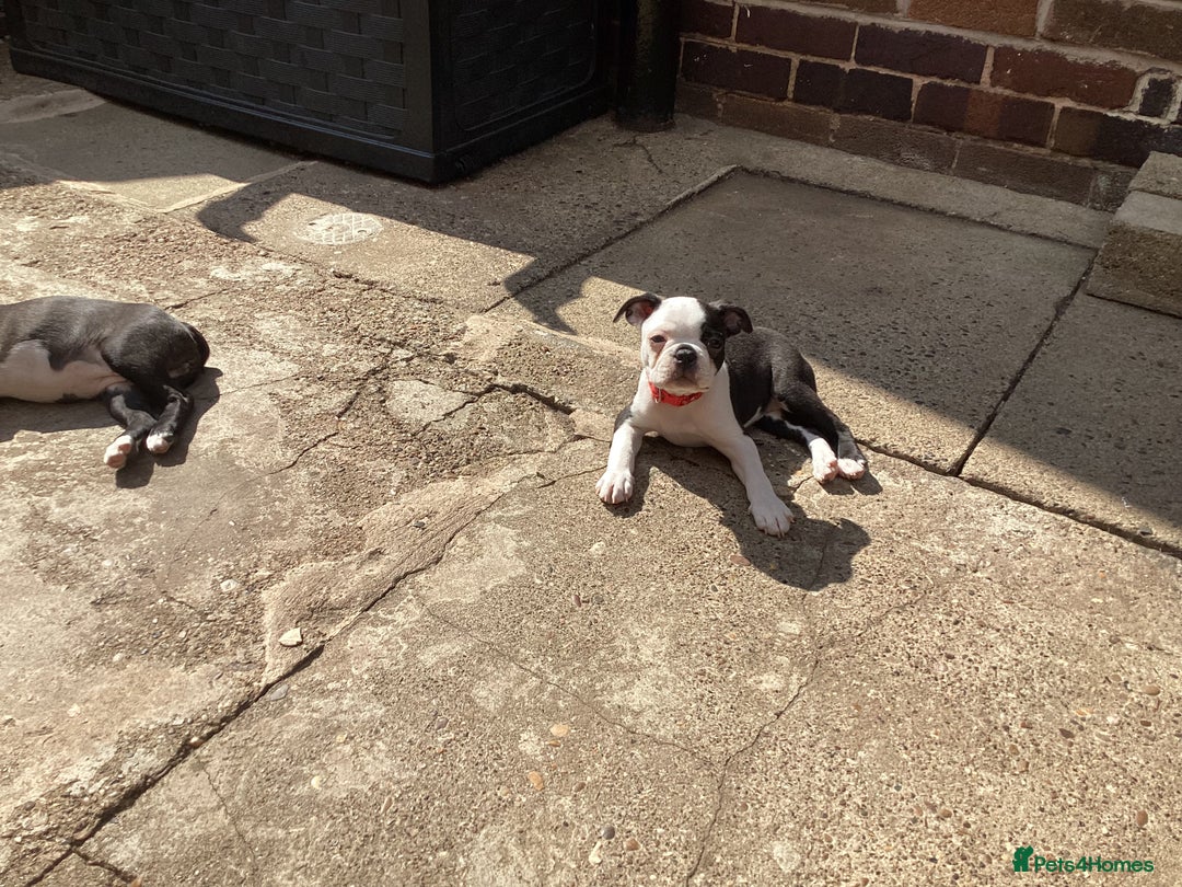 Boston Terrier dogs for sale: 9 BEAUTIFUL BOSTON TERRIER PUPPIES (2 GIRLS LEFT) - Image 7