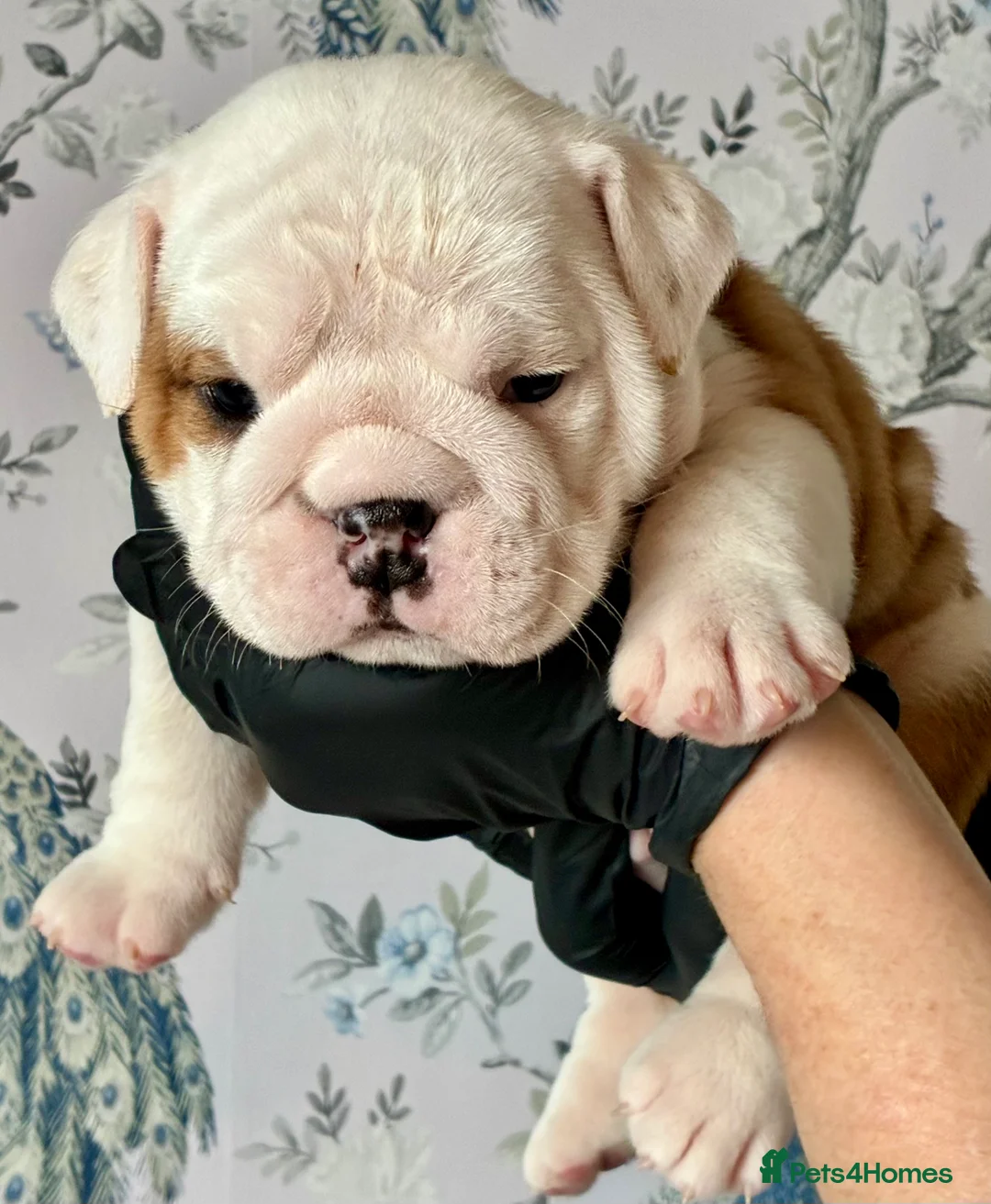 English Bulldog dogs for sale: English Bulldogs - Advert 7