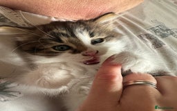 British Longhair cats for sale: Ready Now!! Beautiful BLH Kittens 💜🐾 - Image 1
