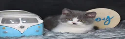 British Shorthair cats for sale: Tica registered British Shorthaired kittens - Advert 22