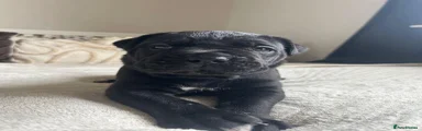 Cane Corso 4