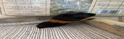 Guinea Pig rodents for sale: Baby Guinea Pigs  - Advert 8