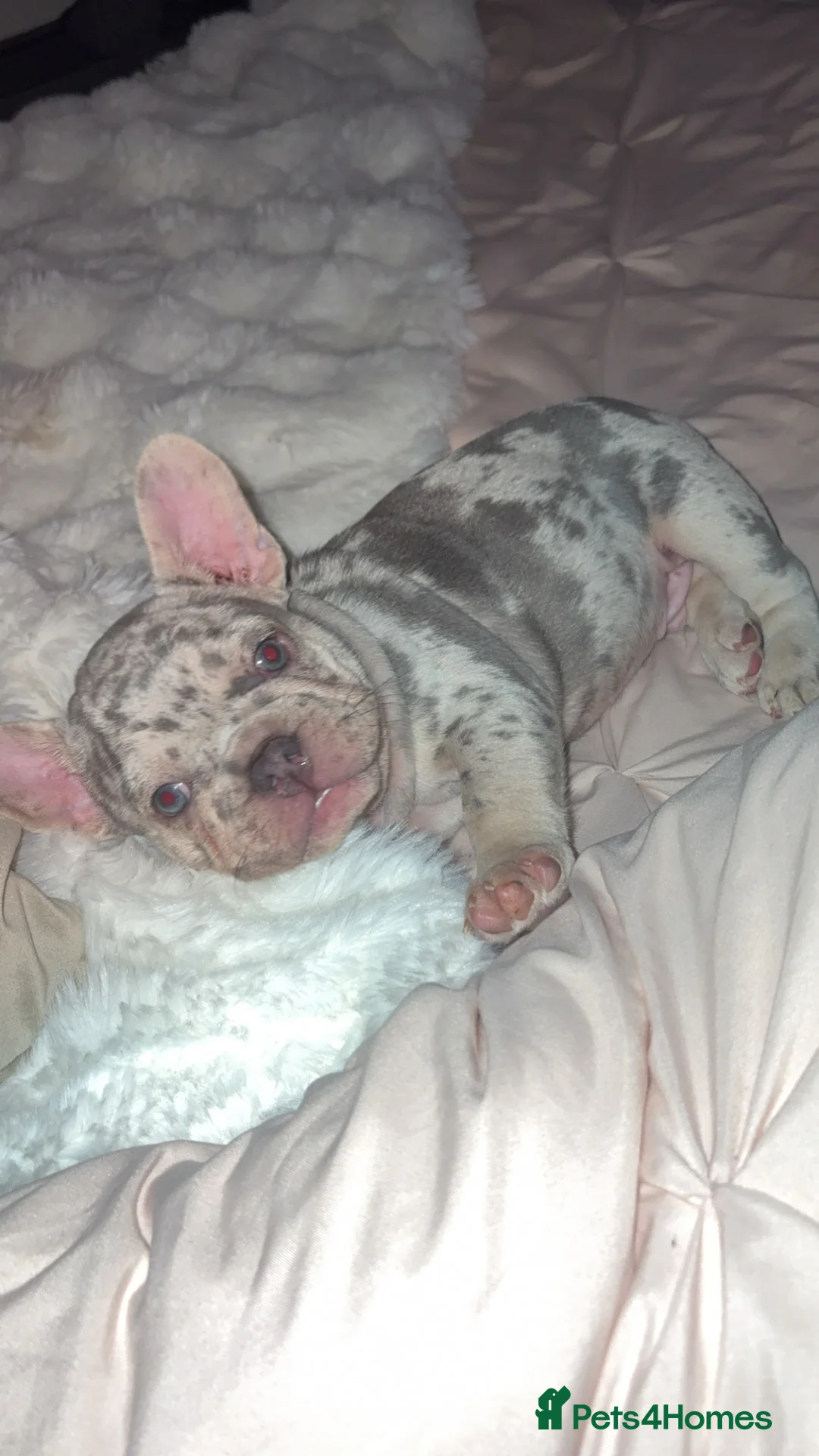 French Bulldog dogs for sale: Puppy French bulldogs , 2 boys  - Advert 1