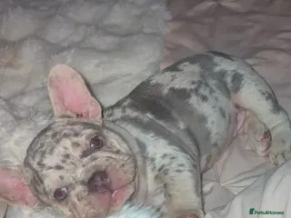 French Bulldog dogs Puppy French bulldogs , 2 boys - Advert 2