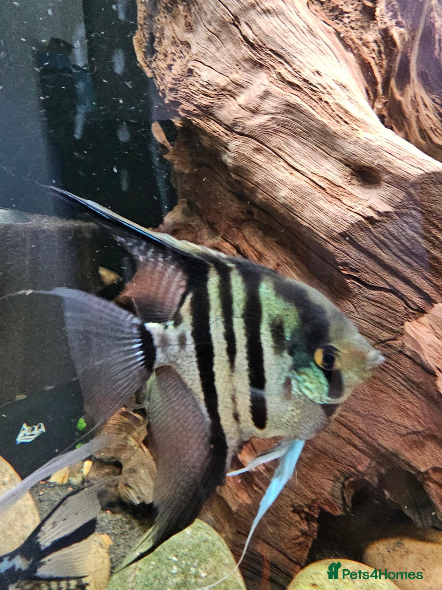 Cichlids fish Tropical Cichlids - Advert 1