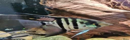 Cichlids fish for sale: Tropical Cichlids - Advert 1