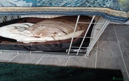 English Bulldog dogs for sale: Female English Bulldog - Image 9