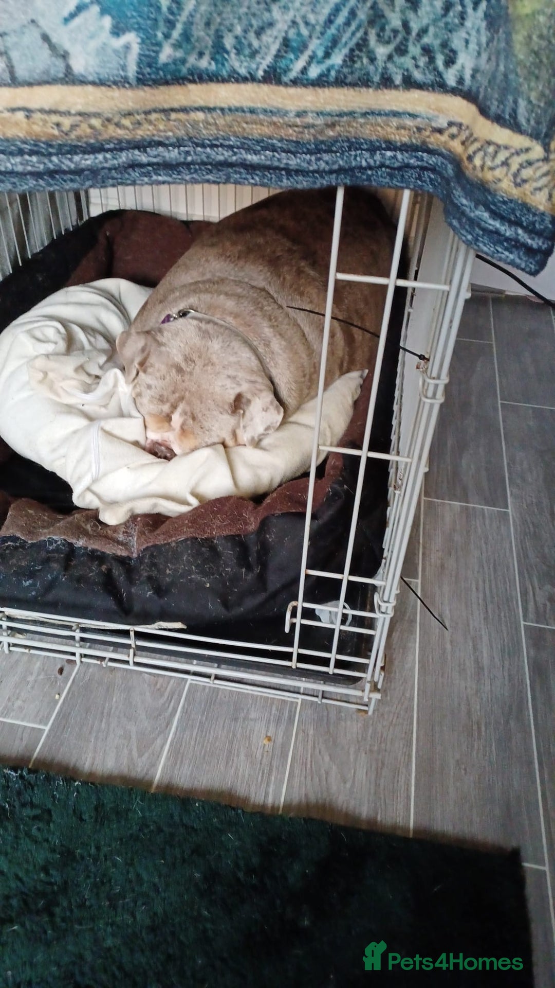 English Bulldog dogs for sale: Female English Bulldog - Image 9