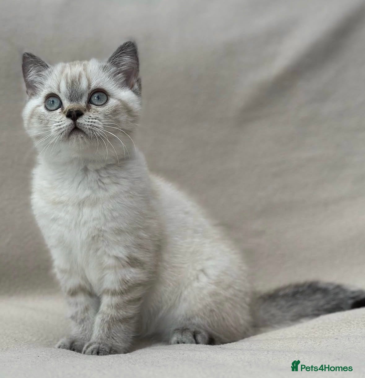 British Shorthair cats Female Colourpoint British Shorthair Kitten  - Advert 1