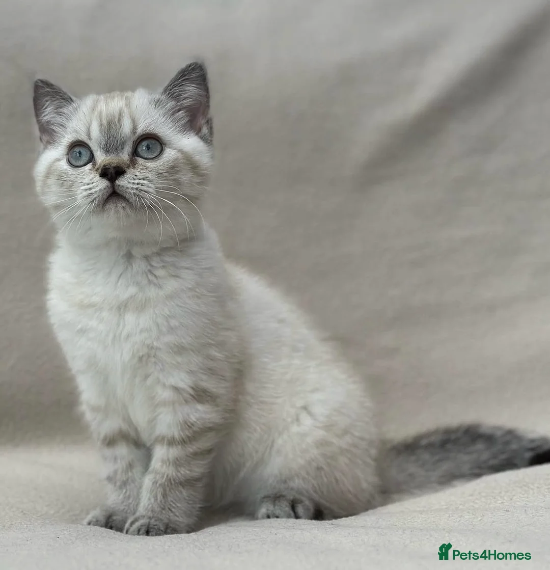 British Shorthair cats for sale: Female Colourpoint British Shorthair Kitten  - Advert 1