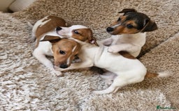 Jack Russell dogs for sale: Jack Russell pups - Image 4