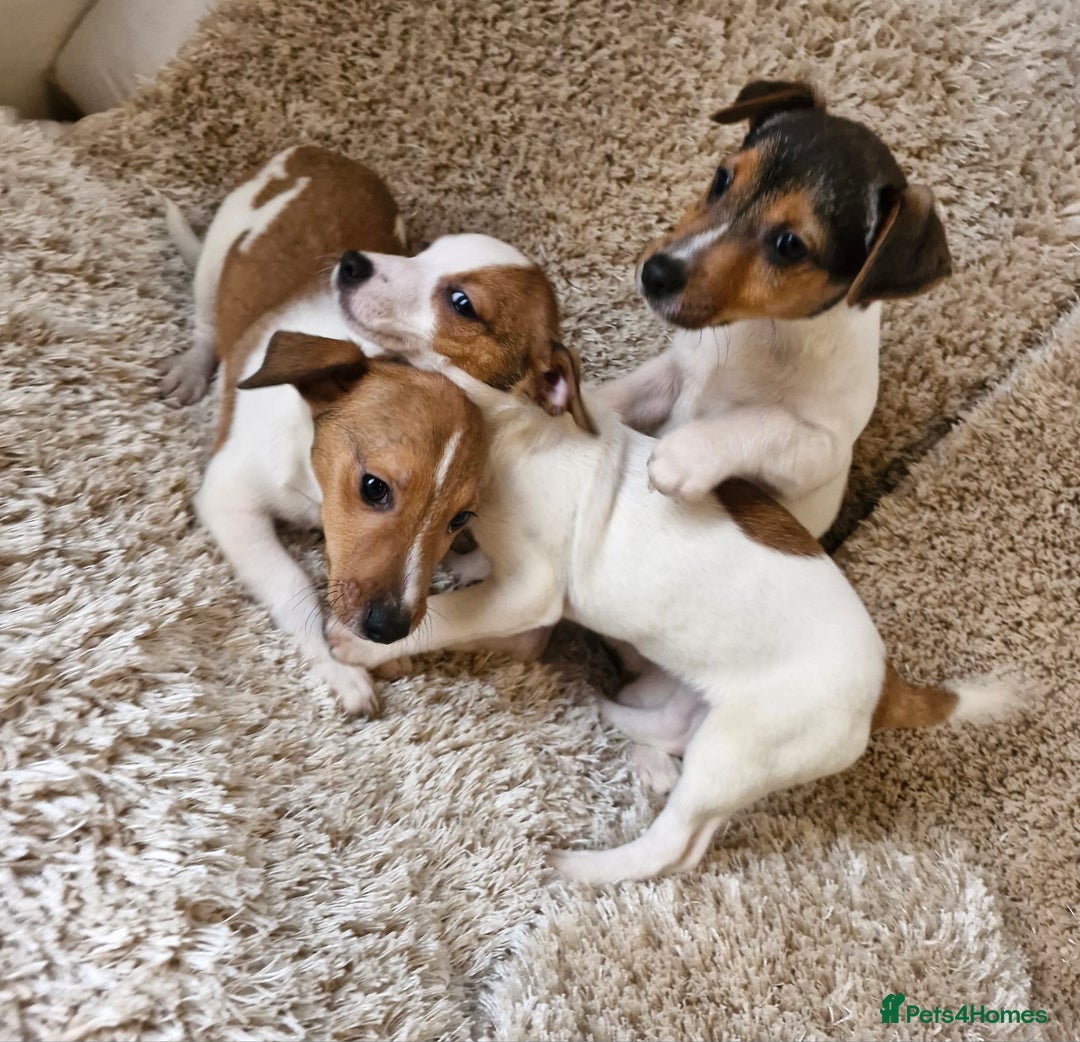 Jack Russell dogs for sale: Jack Russell pups - Image 4