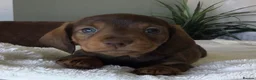 Miniature Dachshund dogs for sale: SOMETHING A LITTLE DIFFERENT..MINI DACHSHUNDS  - Advert 5