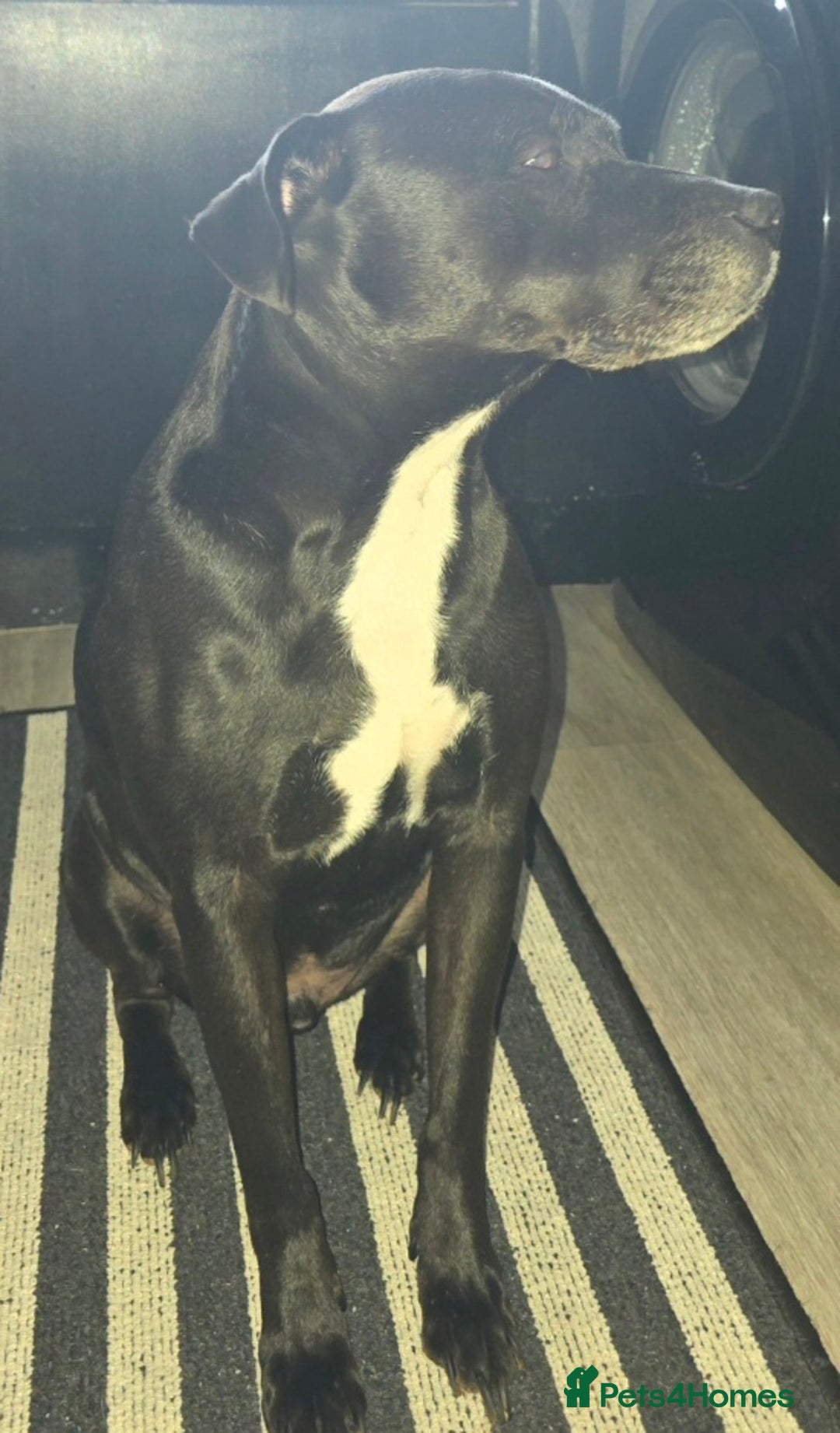 Mixed Breed dogs for sale: Diesel - Advert 2