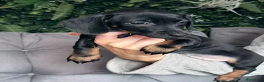 Miniature Dachshund 6