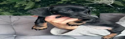 Miniature Dachshund dogs for sale: Miniature dachshund  in Stafford - Advert 3