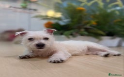 West Highland Terrier dogs for sale: 🤍🐾Westie Puppies ! 🐶🌼 - Image 4