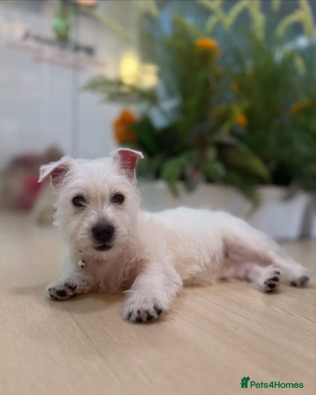 West Highland Terrier dogs for sale: 🤍🐾Westie Puppies ! 🐶🌼 - Image 4
